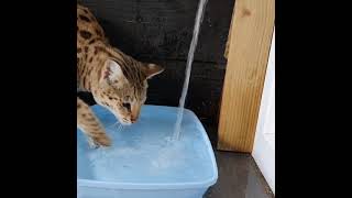 Savannah f1 cat enjoying fresh water on a hot day 😅🌞