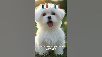 Maltese International Puppy Dog Sings The APT Song Bruno Mars Rose #singingdog #doglife