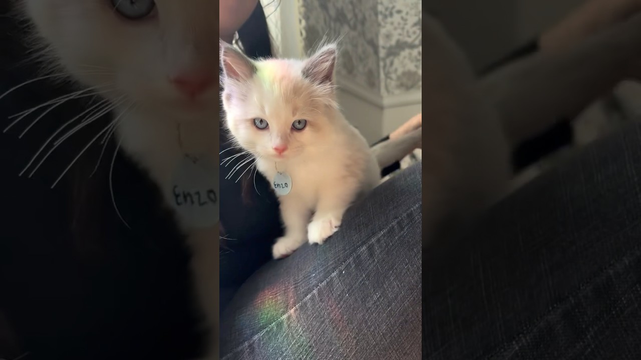 How am I supposed to get any work done?? 😻 #ragdoll #ragdollcat #kitten