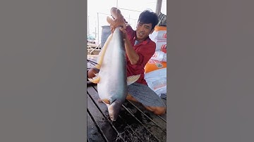 câu cá tra sông tiền trạm mặt hugo