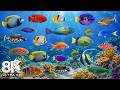 Amazing 8K Ocean World – Discover Vibrant Reef Fish 🐠 in a Colorful Coral Paradise
