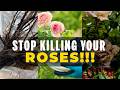 This Rose Pruning Mistake Will DESTROY Your Entire Bloom Season