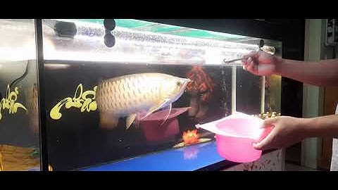 Cá rồng ăn sâu, arowana fish, super highback