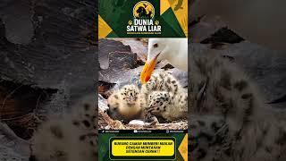 BURUNG CAMAR MEMBERI MAKANDENGAN MUNTAHAN SETENGAH CERNA‼️ #satwaliar #edukasi #duniasatwaliar