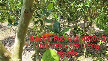 Nhà Đất Bán Đất Ruộng vườn dt 6500m2 Giá 380tr Công Cái Bè Tiền Giang