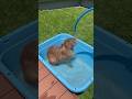Shower Time! 🦫🚿 #capybara #cutenessoverload #cappiness #cuteanimals
