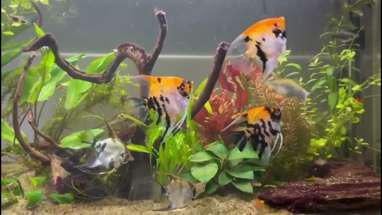 Angelfish and Swordtail fish.