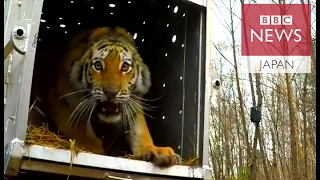 絶滅危惧のアムールトラ、ロシアの森林に戻され