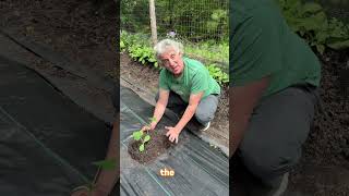 Two important tips when planting your summer butternut squash and a common mistake.