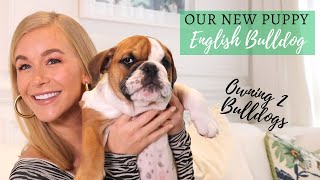 WE GOT A NEW PUPPY! OUR ENGLISH BULLDOG | OWNING A BULLDOG |