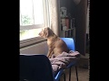 Relaxing video of dog looking out the window