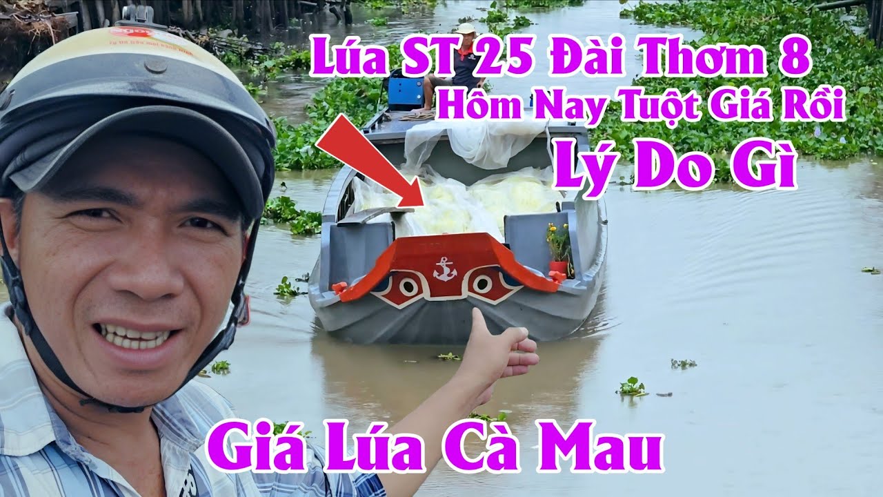 26/2/2026 Giá Lúa ST 25 & Đài Thơm 8 Hôm Nay Tuột Nhẹ √ Lý Do Gì Tuột Giá #ngườicàmau