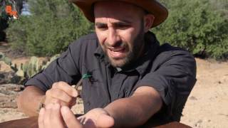 Coyote Petersen EVERY INSECT STING COMPILATION! - Breaking Trails (Brave Wilderness)