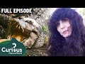 She kept a 300 pound apex predator alligator in bed  full episode  curious natural world