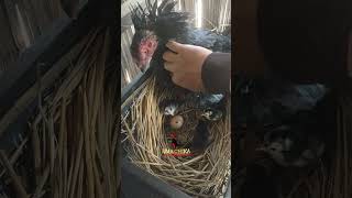 Koygon Note Keu Thar 