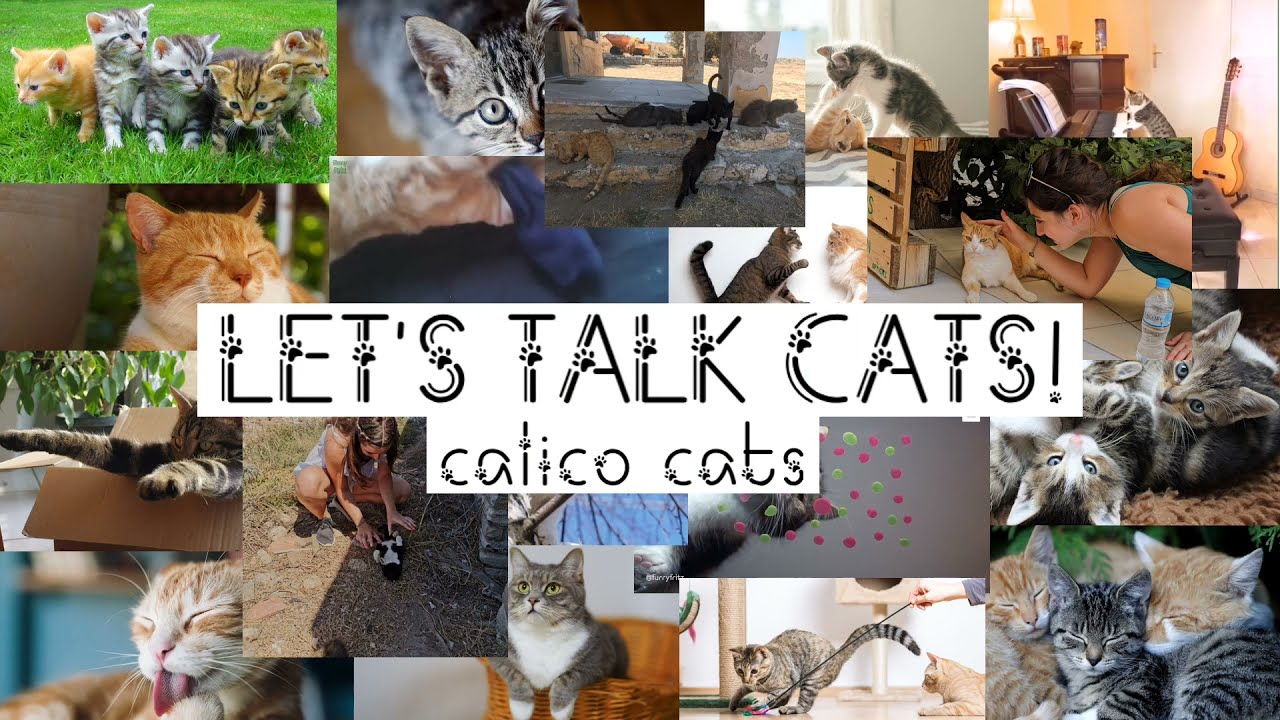 Let's Talk CALICO cats!