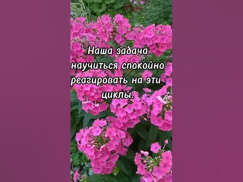 #благость #добро #радость #душа #веды - YouTube