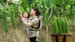 1 Happy day with children: Harvesting Sweet Melon garden and bring it to the market to sell