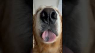 씻은 거 맞냐개?🐶 팩폭 날리는 리트리버ㅋㅋ