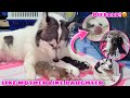 Snowy cesarean  but gave birth to healthy puppies  piebald husky  husky pack tv