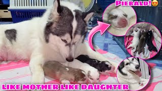 Snowy Cesarean! | But Gave Birth To Healthy Puppies! | PIEBALD HUSKY! | Husky Pack TV