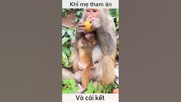 Khỉ con cướp đồ ăn của mẹ tham lam #shorts