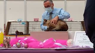 Show Chiuduno Cfa 09 04 2022 Principe Bengal Teo Vargas Huesa