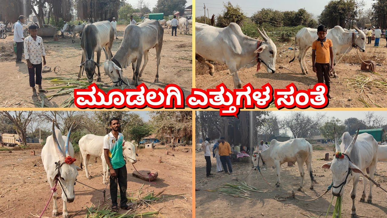 ಮೂಡಲಗಿ ಎತ್ತುಗಳ ಪ್ಯಾಟಿ 🚩15/02/2026|Mudalagi cattlesmarket #bullsmarket #oxenmarkets #khilaribailjodi 