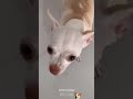 ❗THIS LITTLE CHIHUAHUA IS SO AGGRESSIVE WITH HIS OWNER🐕😂 #chihuahua #animalLover #doglover