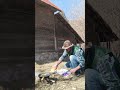 slănină prăjită