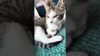 Başkasının Kapısında Miyavlamış