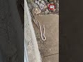 🔥🐍 Turistas matan serpiente en el río Guatapurí y la exhiben muerta: indignación total