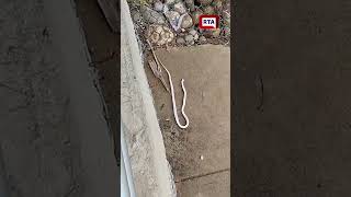 🔥🐍 Turistas matan serpiente en el río Guatapurí y la exhiben muerta: indignación total