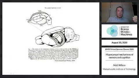 Hippocampal mechanisms of memory and cognition