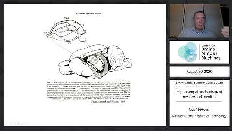 Hippocampal mechanisms of memory and cognition