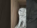 Кошка залезла в шкаф