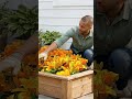Lily Bulbs -Asiatic -Nove Cento