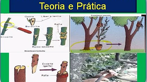 Como ocorre o processo de cicatrização da enxertia?