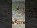 Red wattled lawping #birds