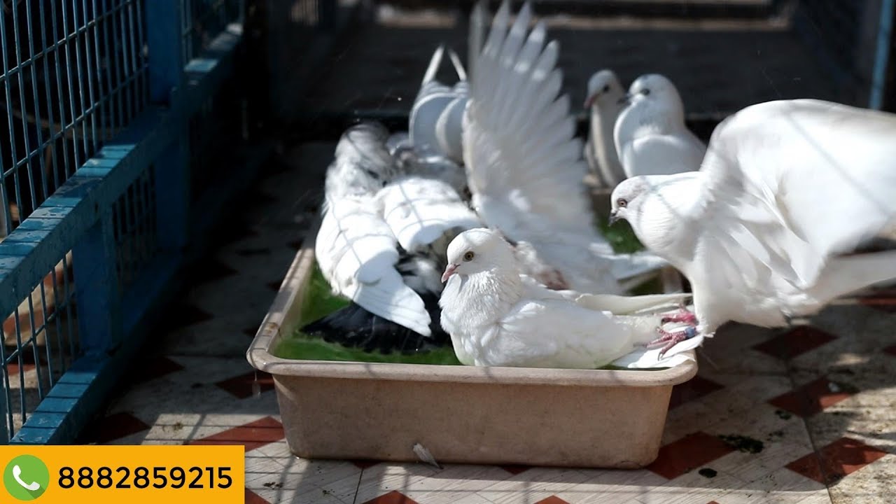 PIGEON BATH WITH BATH SALT KABOOTAR KO KAISE NEHLAY YouTube