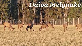 "Elnių rojus" - vaizdo įrašo autorė - Daiva Melynake