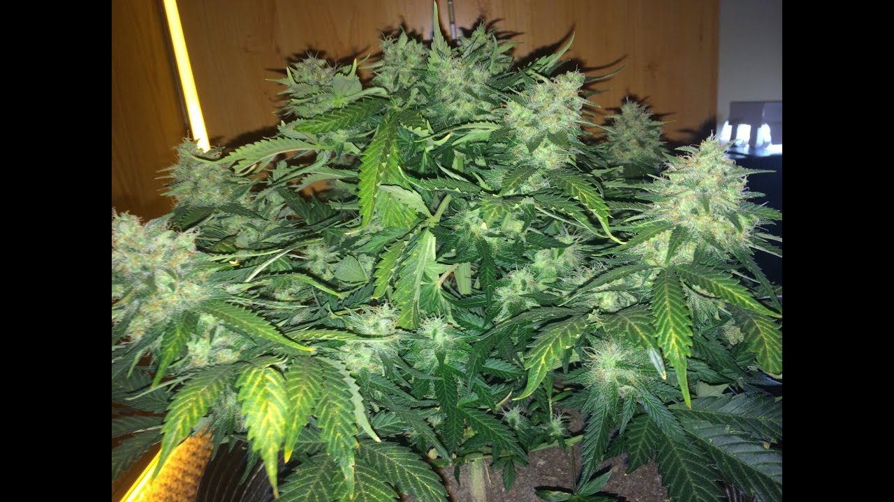 Autoflower Harvest Time - Awesome Results