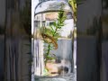 loaded guppy #fishshorts #exoticaquariumfish #guppyfish