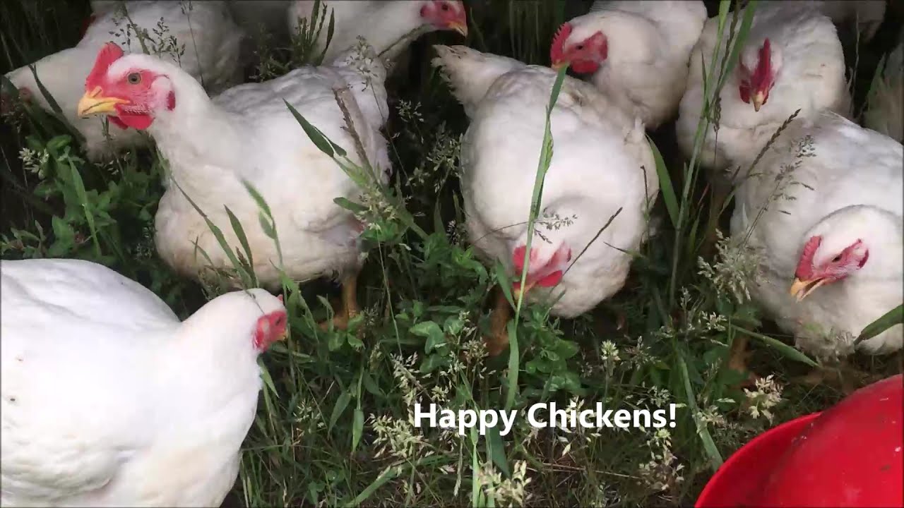 Is Chicken High In Omega 6 Online