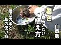 【自然農】暑さで枯らさない植え方「夏野菜苗定植」　2026年5月18日【natural farming】