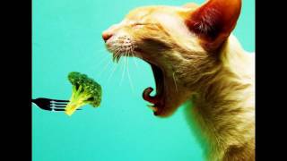 Самые Смешные Коты со Всего Мира Самые Смешные Коты со Всего Мира
