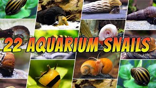 22 Best Aquarium Snails Types  Different Freshwater Aquarium Snails
