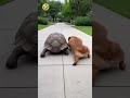 Doggy salah asuhan, jalannya ngikut Kura-kura hahaha🤣🤣🤣🤣 #funny #comedy