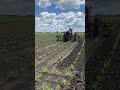 Bill Burnham’s 1951 FARMALL M cultivating Hill Drop Corn with a 1948/448 cultivator