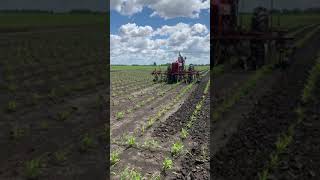 Bill Burnham’s 1951 FARMALL M cultivating Hill Drop Corn with a 1948/448 cultivator